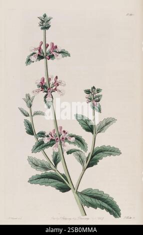 The Botanical Register London druckte für James Ridgway 1815-1828 1815 Botany Kupferstiche England Graphic Media Großbritannien handkolorierte Icônes Periodika Pictorial Works Plant Introduction plants ornamental Stockfoto