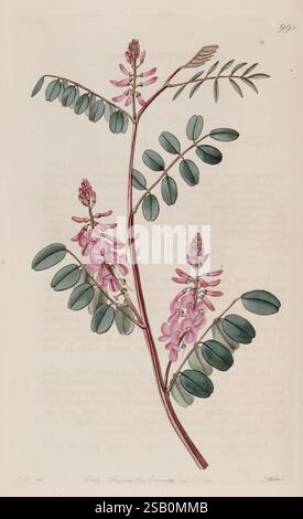 The Botanical Register, London, gedruckt für James Ridgway, 1815-1828, 1815, 19. Jahrhundert, Botanik, Kupferstiche, England, Grafikmedien, Großbritannien, handkoloriert, Ikonen, Zeitschriften, Bildwerke, Pflanzeneinführungen, Zierpflanzen, 77 Stockfoto