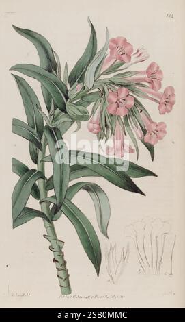 The Botanical Register London druckte für James Ridgway 1815-1828 1815 19th Century Botany Kupferstiche England Graphic Media Großbritannien handkolorierte Icones Periodika Pictorial Works Plant Introduction plants ornamental Stockfoto