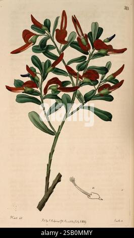 The Botanical Register London druckte für James Ridgway 1815-1828 1815 Botany Kupferstiche England Graphic Media Großbritannien handkolorierte Icônes Periodika Pictorial Works Plant Introduction plants ornamental Stockfoto