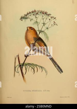 Proceedings of the Zoological Society of London, London, Academic Press Periodicals, Zoology, Museum of Comparative Zoology Stockfoto