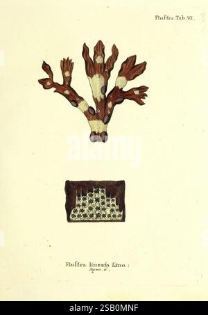 Die Pflanzenthiere in Abbildungen nach der Natur Nürnberg in der Raspischen Buchhandlung 1791-1830 Cnidaria Ctenophora Stockfoto