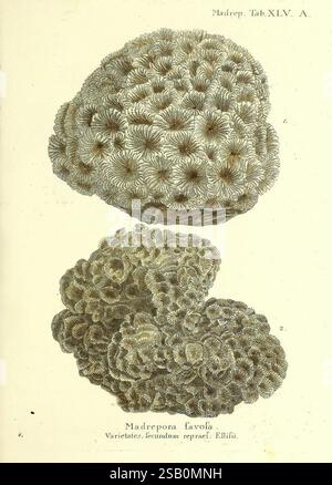 Die, Pflanzenthiere, in, Abbildungen, nach, der, Natur, Nèurnberg, in, der, Raspischen, Buchhandlung, 1791-1830, Cnidaria, Ctenophora, Korallen Stockfoto