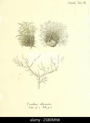 Die, Pflanzenthiere, in, Abbildungen, nach, der, Natur, Nürnberg, in, der, Raspischen, Buchhandlung, 1791-1830, Cnidaria, Ctenophora, Korallen Stockfoto