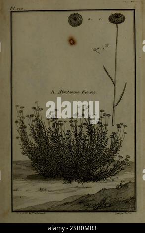 Beschreibung, Vertus et Usages de Sept Cents Dix-neuf Plantes, Paris, P.F. Didot le jeune, 1767, France, Materia Medica, Medicinal Plantes, Bildwerke, Botanik, Pflanze, Abrotanum Foemina Stockfoto