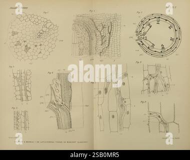 Annalen der Botanik, London, Botanik, Zeitschriften, Pflanzen Stockfoto