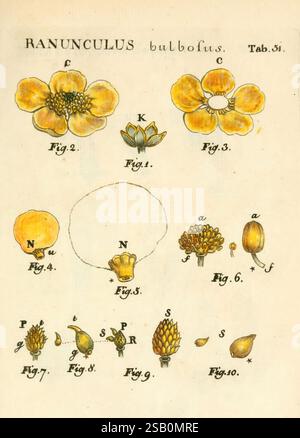 Illustratio systematis sexualis Linnaeani, Francofurti ad Moenum, Varrentrapp et Wenner, 1789, Pflanzen, Klassifizierung, Linné, der New Yorker Botanische Garten, Bildwerke, Carl von, Ranunculus bulbosus Stockfoto