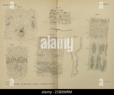 Annalen der Botanik, London, Botanik, Zeitschriften, Pflanzen Stockfoto