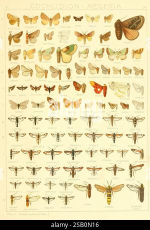 Die Gross-Schmetterlinge der Erde, Stuttgart, Alfred Kernen, 1909-, Schmetterlinge, schmetterlinge Stockfoto