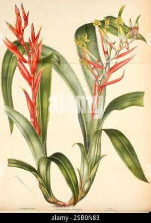 Belgique horticole, Lüttich, Botanik, Gartenbau, Zeitschriften, Pflanzen Stockfoto