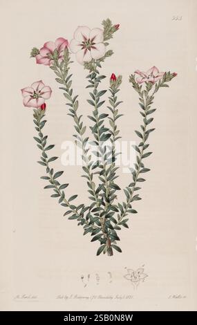 The Botanical Register, London, gedruckt für James Ridgway, 1815-1828, 1815, 19. Jahrhundert, Botanik, Kupferstiche, England, Grafikmedien, Großbritannien, handkoloriert, Ikonen, Zeitschriften, Bildwerke, Pflanzeneinführungen, Pflanzen-Zierwerke Stockfoto