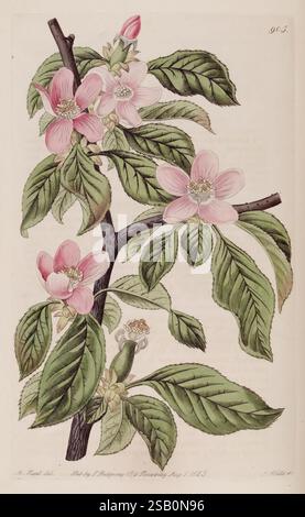 The Botanical Register, London, gedruckt für James Ridgway, 1815-1828, 1815, 19. Jahrhundert, Botanik, Kupferstiche, England, Grafikmedien, Großbritannien, handkoloriert, Ikonen, Zeitschriften, Bildwerke, Pflanzeneinführungen, Pflanzen-Zierwerke Stockfoto