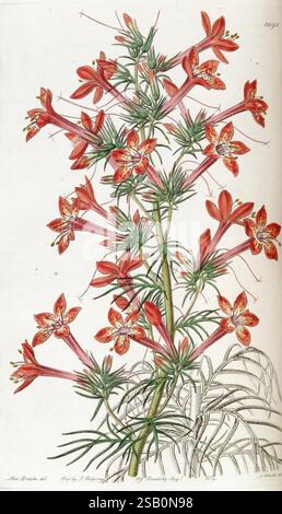 Edwards botanisches Register London James Ridgway 1829-1847 1829 Botanische Illustration Botanik Kupferstich England Gravuren Graphische Medien Großbritannien handkolorierte Icônes Periodika Pictorial Works Plant Introduction Plants ornamental 29 Sarah Ann Drake 2 Frauen in der Wissenschaft Stockfoto