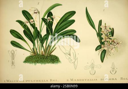 Gartenflora, Erlangen, F. Enke, 1852-1940, Botanik, Gartenbau, Deutschland, Zeitschriften, Zierpflanzen, Pflanzen, Blume Stockfoto
