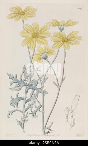 The Botanical Register London druckte für James Ridgway 1815-1828 1815 Botany Kupferstiche England Graphic Media Großbritannien handkolorierte Icônes Periodika Pictorial Works Plant Introduction plants ornamental Stockfoto