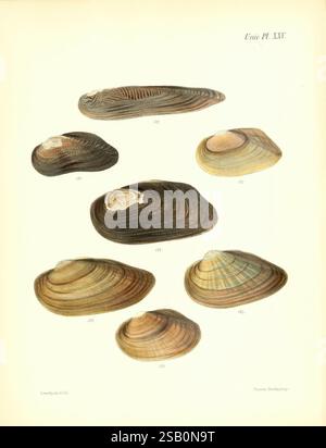 Conchologia iconica oder Illustrationen der Muscheln von Weichtieren London, Reeve, Brothers, 1843-1878. Weichtiere, Bildwerke, Muscheln Stockfoto