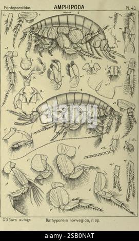 Ein Bericht über die Crustacea of Norway, v.1 Amphipoda (Plates) Christiania, A. Cammermeyer, 1895-1928, Norwegen, Crustacea Stockfoto