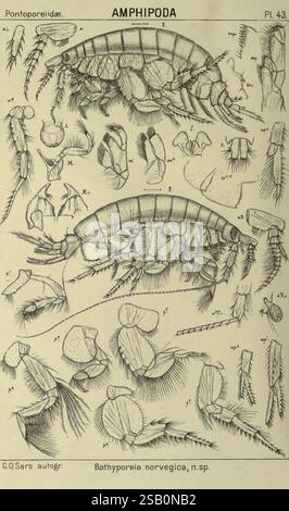 Ein Bericht über die Krustentiere Norwegens, v.1. Amphipoda Plates Christiania, A. Cammermeyer, 1895-1928, Norway, Crustacea Stockfoto