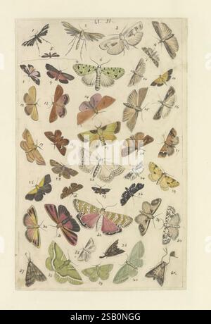Schmetterlinge, Manuskript, [zwischen 1873 und 1883?], schmetterlinge, Lebenszyklen, Manuskripte, Bildwerke, Insekten, Schmetterlinge Stockfoto