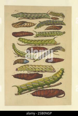 Lepidoptera-Manuskript Zwischen 1873 Und 1883? Lepidoptera Lebenszyklen Manuskripte Bildwerke Insekten Schmetterlinge Stockfoto