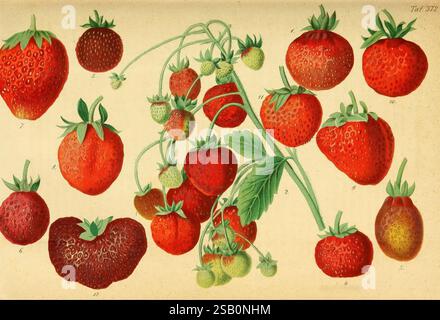 Gartenflora, Erlangen, F. Enke, 1852-1940, Botanik, Gartenbau, Deutschland, Zeitschriften, Pflanzen, Zierpflanzen, Anlage Stockfoto