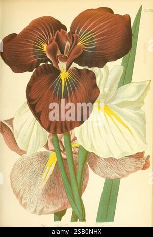 Gartenflora Erlangen F. Enke 1852-1940 Botanik Gartenarbeit Deutschland Zeitschriften Pflanzen Zierpflanzen Blume Stockfoto