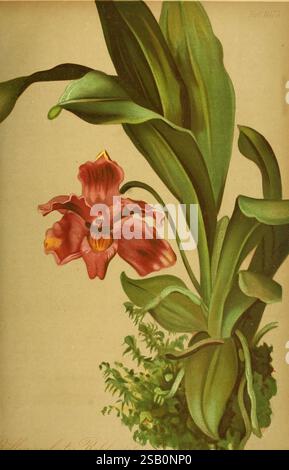 Gartenflora, Erlangen, F. Enke, 1852-1940, Botanik, Gartenbau, Deutschland, Zeitschriften, Zierpflanzen, Pflanzen, Blume Stockfoto