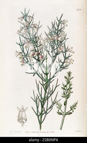 Edwards botanisches Register London James Ridgway 1829-1847 1829 Botanische Illustration Botanik Kupferstich England Gravuren Graphische Medien Großbritannien handkolorierte Icônes Periodika Pictorial Works Plant Introduction Plants Ornament 85 Sarah Ann Drake 2 Women in Science Stockfoto