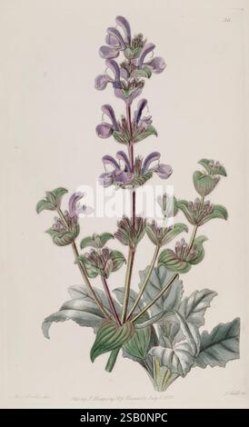 Edwards botanisches Register London James Ridgway 1829-1847 1829 Botanische Illustration Botanik Kupferstich England Gravuren Graphische Medien Großbritannien handkolorierte Icônes Periodika Pictorial Works Plant Introduction Plants Ornament 64 Sarah Ann Drake 2 Women in Science Stockfoto