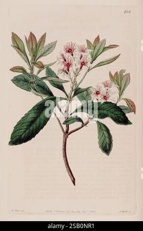 The Botanical Register, London, gedruckt für James Ridgway, 1815-1828, 1815, 19. Jahrhundert, Botanik, Kupferstiche, England, Grafikmedien, Großbritannien, handkoloriert, Ikonen, Zeitschriften, Bildwerke, Pflanzeneinführungen, Zierpflanzen, 17 Stockfoto