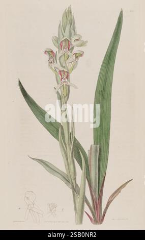 The, Botanical, Register, London, Printed, für James, Ridgway, 1815-1828, 1815, 19. Century, Botanik, Kupfer, Gravuren, England, Grafik, Medien, Großbritannien, handkoloriert, Ikonen, Zeitschriften, Bilder, Werke, Pflanzen, Einführung, Pflanzen, Zierpflanzen, 89. Stockfoto