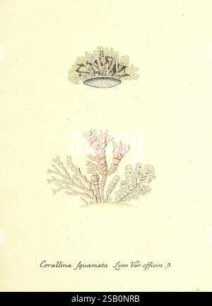 Die Pflanzenthiere in Abbildungen nach der Natur, Nèurnberg, in der Raspischen Buchhandlung, 1791-1830, cnidaria, ctenophora, Korallen Stockfoto