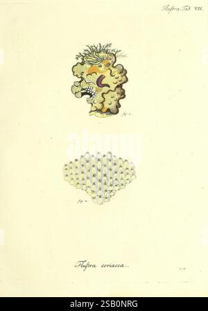 Die Pflanzenthiere in Abbildungen nach der Natur, Nürnberg, in der Raspischen Buchhandlung, 1791-1830, cnidaria, ctenophora Stockfoto