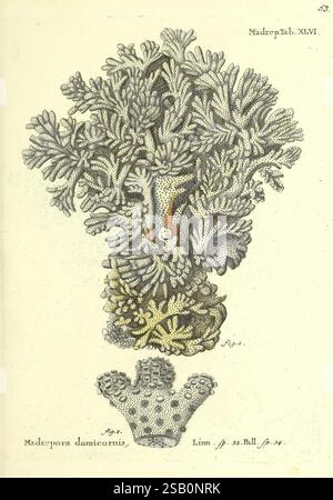Die, Pflanzenthiere, in, Abbildungen, nach, der, Natur, Nürnberg, in, der, Raspischen, Buchhandlung, 1791-1830, Cnidaria, Ctenophora, Korallen Stockfoto