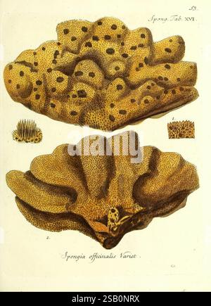 Die Pflanzenthiere in Abbildungen nach der Natur, Nürnberg, in der Raspischen Buchhandlung, 1791-1830, Cnidaria, Ctenophora Stockfoto