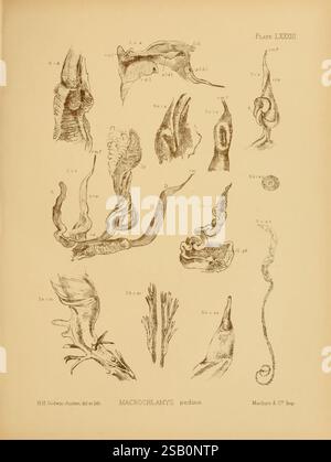 Land und Süßwasser, Mollusca, von, Indien, London, Taylor und Francis, 1882-, Asien, Indien, Weichtiere, Muscheln Stockfoto