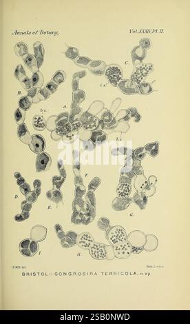 Annalen der Botanik, London, Botanik, Zeitschriften, Pflanzen, diese illustrierte Platte zeigt eine Reihe detaillierter botanischer Zeichnungen aus den „Annalen der Botanik“, die sich speziell auf die Art Bristol-Gongrosira terricola konzentrieren, die hier als neue Art beschrieben wird. Die Diagramme sind sorgfältig mit Buchstaben (A bis H) markiert, um verschiedene Strukturen und Formen dieser Art anzuzeigen, wie zelluläre Anordnungen und Fortpflanzungsmerkmale. Jede Illustration zeigt unterschiedliche Merkmale auf und gibt einen Einblick in die Morphologie und Klassifizierung dieser einzigartigen Pflanze. Die gesamte Kombi Stockfoto