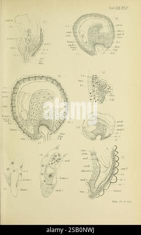 Annalen der Botanik, London, Botanik, Zeitschriften, Pflanzen, diese Abbildung zeigt eine Reihe detaillierter wissenschaftlicher Diagramme, die verschiedene anatomische Strukturen darstellen. Die Abbildungen zeigen Morphologien verschiedener biologischer Proben, gekennzeichnet mit Zahlen und entsprechenden Terminologien. In jedem Abschnitt werden einzigartige Merkmale wie Oberflächenstrukturen, interne Organisation und Entwicklungsphasen hervorgehoben. Die komplizierten Linien und Beschriftungen geben Einblicke in die Komplexität der Proben und machen sie zu einer wertvollen Referenz für Studien in Biologie oder Anatomie. Die verschiedenen Formen deuten darauf hin, dass der Schwerpunkt auf c Stockfoto