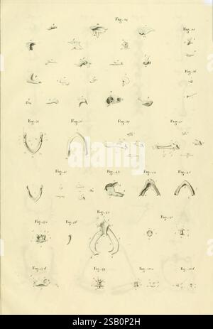 Anatome testudinis Europaeae, Vilnae, Impensis auctoris, Typis Josephi Zawadzki, 1819-1821. Schildkröten, Anatomie Stockfoto
