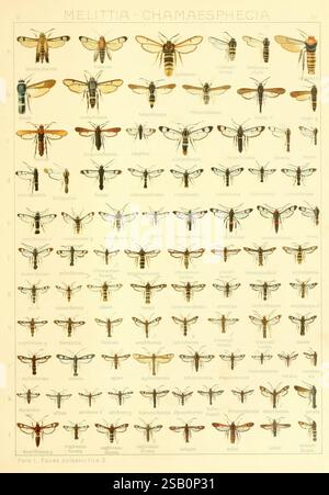 Die Gross-Schmetterlinge der Erde, Stuttgart, Alfred Kernen, 1909-, Schmetterlinge, schmetterlinge Stockfoto