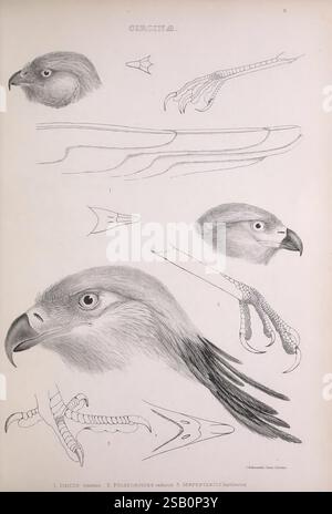 Die Gattungen der Vögel, 1849, Vögel, Verhaltensklassifizierung, Bildwerke, ornithologische Illustration Stockfoto