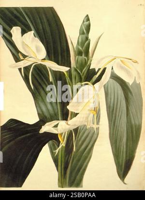 Das botanische Kabinett London John Arthur Arch 1817-1833, Eine anmutige Ausstellung von Heliconium speciosum, mit zarten weißen Blumen, die anmutig in üppigen grünen Blättern angeordnet sind. Die Blüten zeigen markante, längliche Blütenblätter mit dezenten gelben Staubblättern, die einen Hauch von Eleganz verleihen. Die breiten Blätter bilden eine lebendige Kulisse, die die komplizierten Details der Blüten und des Laubs betont und eine harmonische Komposition schafft, die die Schönheit dieser tropischen Pflanze einfängt. Stockfoto