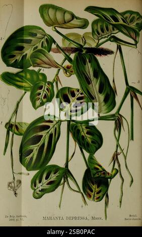 Belgique horticole. Lüttich, Botanik, Gartenbau, Zeitschriften, Pflanzen Stockfoto