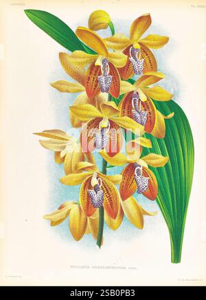 Lindenia Gand [Belgien] Impr. F. Meyer-van Loo 1885-1906 Klassifizierung Reiseführer Identifikation Nomenklatur populäre Orchidaceae Orchideen Bildwerke Terminologie, Eine lebendige Darstellung einer Gruppe von Orchideen, insbesondere der Houlettia brocklehurstiana, die ihre komplizierte florale Struktur zeigt. Die Blüten zeichnen sich durch satte, warme Gelb- und Orangentöne aus, die mit zarten Flecken verziert sind, die einen auffälligen Kontrast bilden. Breite, grüne Blätter umrahmen die Blüten, betonen die Komposition und heben die anmutigen Kurven der Blütenblätter hervor. Diese Illustration fängt elegant die natürliche Schönheit und ein Stockfoto