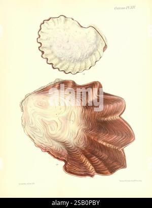 Conchologia iconica oder Illustrationen of the Muscheln of Molluscous Animals, London, Reeve, Brothers, 1843-1878, Mollusken, Bildwerke, Muscheln Stockfoto