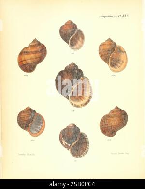 Conchologia Iconica oder Illustrationen of the Muscheln of Molluscous Animals London, Reeve, Brothers, 1843–1878. Mollusken, Bildwerke, Muscheln Stockfoto
