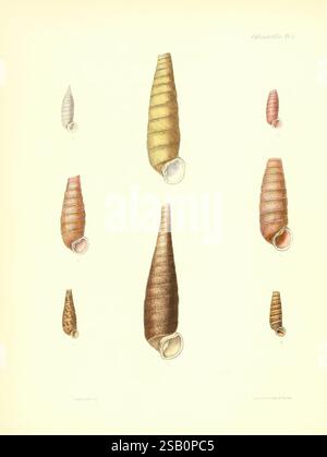 Conchologia Iconica oder Illustrations of the Muscheln of Molluscous Animals, London, Reeve, Brothers, 1843-1878, Mollusken, Bildwerke, Muscheln Stockfoto