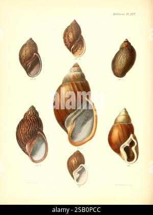 Conchologia Iconica, Illustrationen der Muscheln von Weichtieren, London, Reeve, Brothers, 1843-1878. Mollusken, Bildwerke, Muscheln Stockfoto