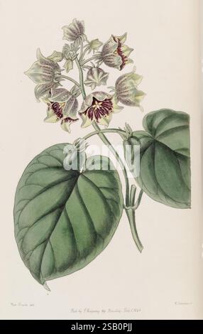 Edwards botanisches Register London James Ridgway 1829-1847 1829 Botanik Kupferstich England Graphic Media Großbritannien handkolorierte Icônes Zeitschriften Bildwerke Pflanzeneinführungspflanzen Zierpflanzen Philibertia campanulata Sarcostemma campanulatum Blumen Sarah Ann Drake 2 Frauen in Wissenschaft Stockfoto