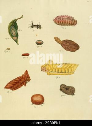 De uitlandsche kapellen, voorkomende in de drie waereld-deelen Asia, Africa en America, A Amsteldam, Chez Barthelmy Wild, 1779-1782 [d. h. 1775-1782]. Lepidoptera, Suriname, Bildwerke, diese Illustration zeigt eine Sammlung von verschiedenen natürlichen Exemplaren, die speziell die verschiedenen Stadien der Insektenentwicklung und die damit verbundenen Formen zeigen. Hervorzuheben sind Raupen in verschiedenen Formen und Farben, darunter eine markante gelb-schwarz gestreifte raupe sowie mehrere Puppen, von denen eine ein Blatt nachahmt. Die Anordnung umfasst eine Vielzahl von Texturen und anatomischen Strukturen Stockfoto